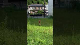 住宅地にシカ現る　#shorts