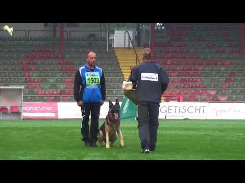 Horax vom Wolfsheim - SV Bundessiegerprüfung 2017 - C