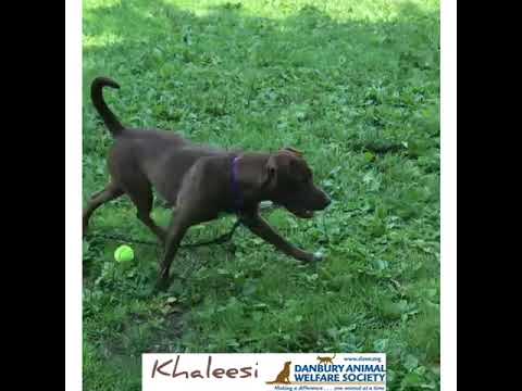Khaleesi, an adopted Labrador Retriever Mix in Danbury, CT_image-1