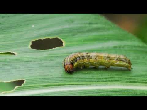 How to Get Rid of Armyworms || how to get rid of armyworms in lawn