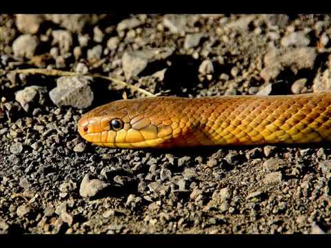 Yılan tıslama sesi