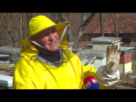 TV 5 - Kako u proleće prehranjivati pčele, iskustvo pčelara Svetozara Koldžića - Priboj/Rudo