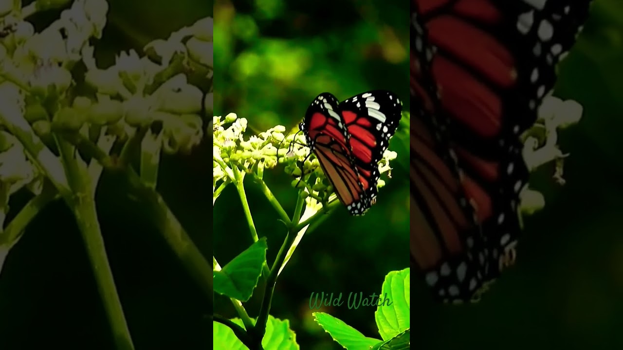 Farfalla tigre comune Danaus genutia in volo mostrando ali arancioni e nere con punti bianchi nel suo habitat naturale