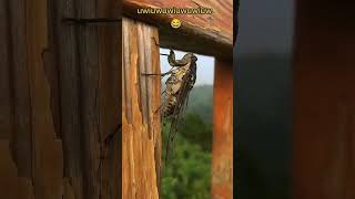 Download lagu meme suara tonggeret di hari minggu yg tenang 🗿 mp3