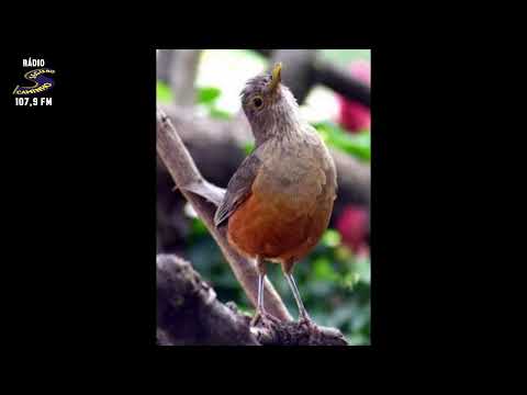 Programa: Caminho da Roça - 11/03/26 - Parte 1 - Apresentação: Paulinho