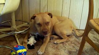 A vicious dog and his kitten