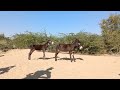 Blank Donkeys Metting In Jungle