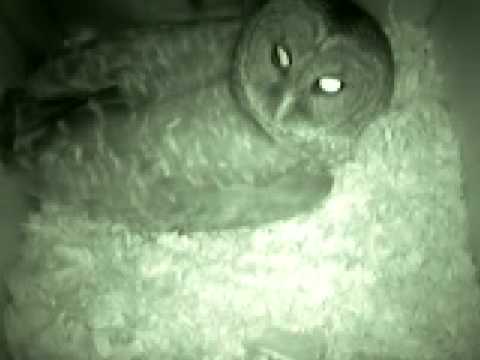 12 19 08 11PM box Barred Owl