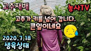 고추재배, 2020년 7월 18일 생육상황, 고추가 너무 많이 자랐네요 . [농사 TV]