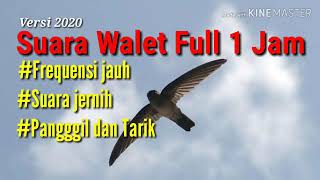 Download lagu SUARA WALET INDONESIA FULL 1 JAM mp3
