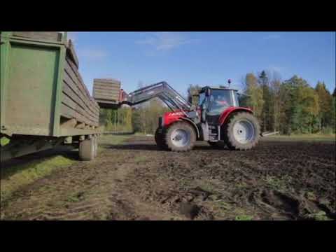 Gulroten – fra jord til bord