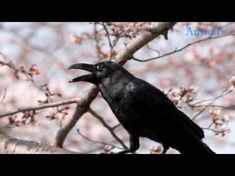 This Little Girl Began Feeding The Crows, Now They Bring Her Gifts