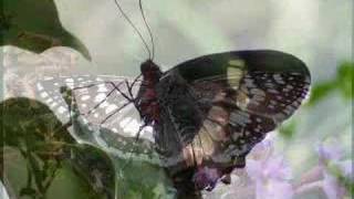 Celtic Women - The Butterfly