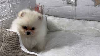 ポメラニアンの動画01