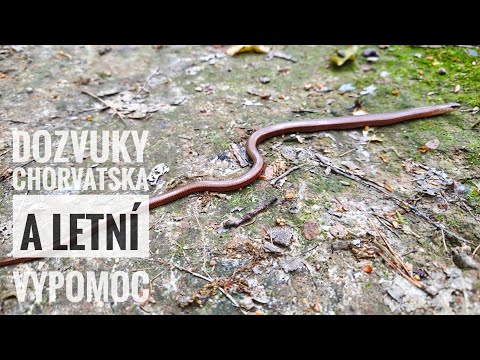 Vlog 15 • Dozvuky Chorvatska a letní výpomoc