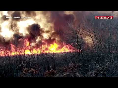 eBihoreanul.ro / Au ars peste 100 de hectare cu trestie energetică în Bihor