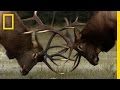 The Yearly Elk Brawl Untamed Americas