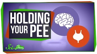 What Happens When You Hold Your Pee?