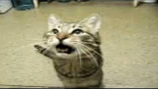 Cover art for The cat from ipanema