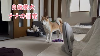 [日常VLOG] スイッチ入ったり切れたり 気分屋さんは柴犬の特性？