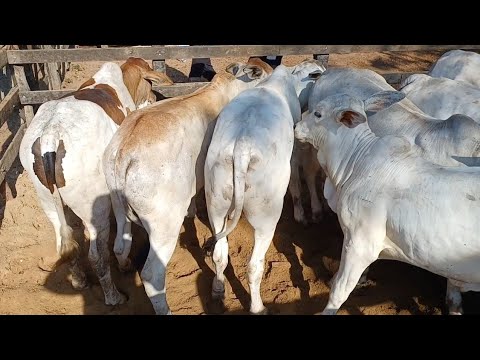 FEIRA DE GADO DE CAMPO GRANDE-AL 03/01/2026 #NORDESTE 