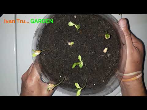 Como Sembrar Y Germinar Semillas De Cereza Paso A Paso - Vídeo 2