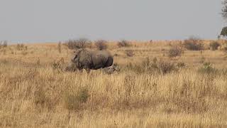 Download lagu Free stock video | Rhino & baby Rhino | #southafrica mp3