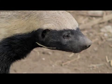 Honey Badger Houdini - Honey Badgers: Masters of Mayhem - Natural World