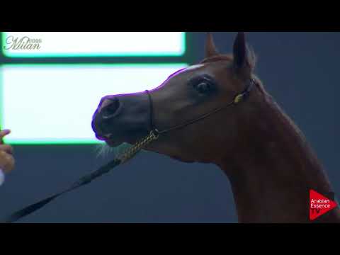 N.48 SPARK RAVAROLO - Milan 2018 - 2 Years Old Colts (Class 5)