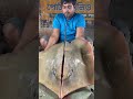 "12kg Shankar Mach Cutting | 400 Taka/Kg!" #ShankarMach #FishCutting #BangladeshFishMarket