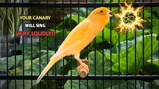 Download lagu Your Canary Will NOT STOP SINGING With This Song‼️Yellow Canary Singing🐦 mp3