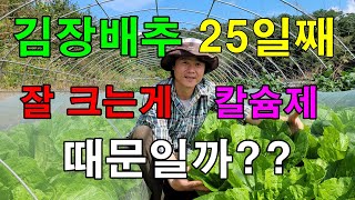잎이 누렇게 된 김장배추 칼슘제 를 2번 뿌렸더니 이렇게 됐네요 / 김장배추재배 / 김장배추키우기