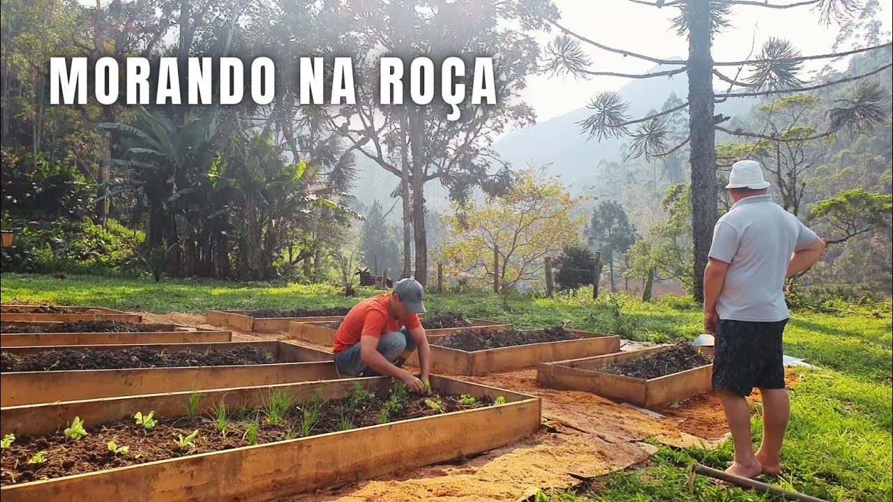 ROTINA NO SÍTIO: PLANTEI NA HORTA, ARANDO A ROÇA, CUIDADO COM AS GALINHAS, VENDI O GALO