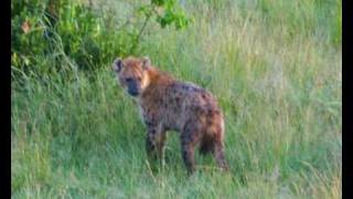 Geoffrey Oryema - The African Odysseus.Best Of(Mara)