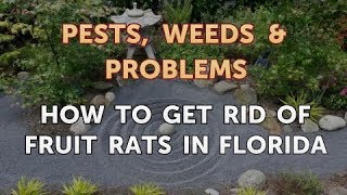 How to Get Rid of Fruit Rats in Florida