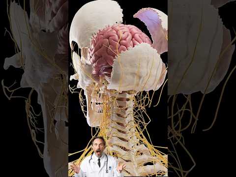 Head and Brain Internal Structure in 3D animation 😱 #brain #animation #medical