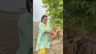 Compost dried leaves for soil fertility #organiclife