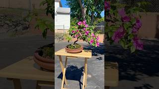 Download lagu Bougainvillea styling work #bonsai ￼ mp3