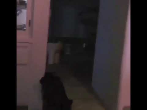 Poundside Pop x Trippie Redd