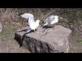 Ring Billed Gulls Fighting Over Food HQ HD