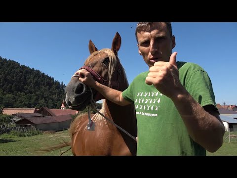 Caii lui Nelutu de la Gura Raului, Sibiu - 2022 Nou!!!