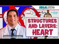 Cardiovascular Structures And Layers Of The Heart