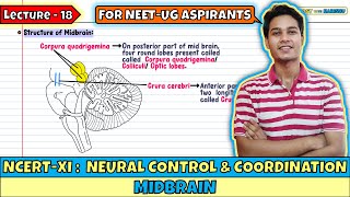 Lec 18- Midbrain | Neural Control & Coordination | NEET | Class 11