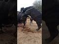 Buffalo Bull Cross Meeting Niliravi Breeding