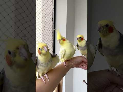👀Calopsitas: 2 machos cortejando a mesma fêmea! #shorts  #birds #parrots