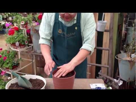 グラジオラスを鉢に植える方法 2022