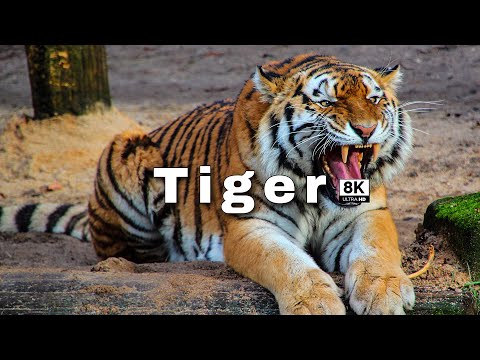 TIGERS BIG CATS 8k ULTRA HDR 60(FPS)