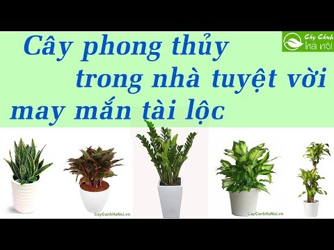 , title : 'Những loại cây phong thủy trồng trong nhà tuyệt vời - May mắn tài lộc'