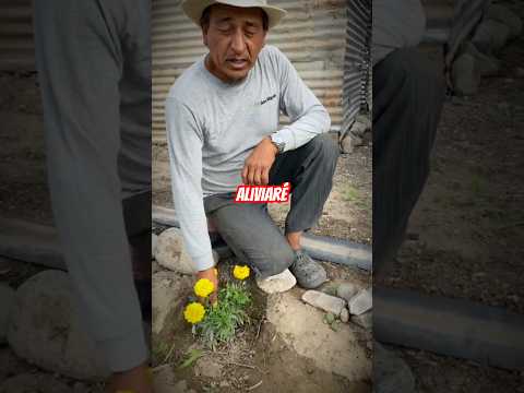 Para qué sirven las flores amarillas?