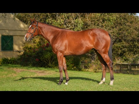 Lot 288    Var (USA) ex Autumn Splendour